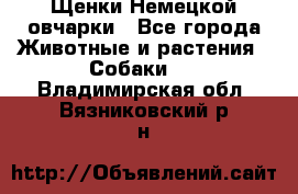 Щенки Немецкой овчарки - Все города Животные и растения » Собаки   . Владимирская обл.,Вязниковский р-н